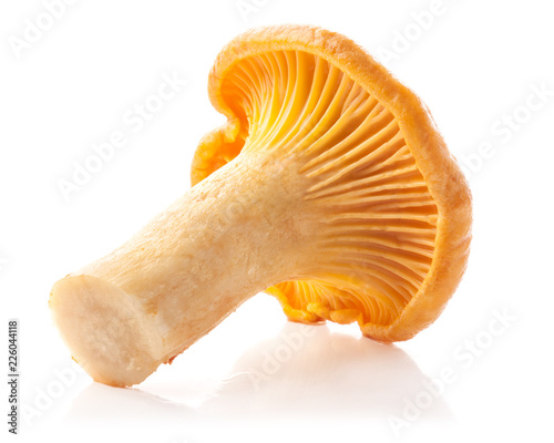 Edible wild mushroom chanterelle (Cantharellus cibarius) isolated on white background