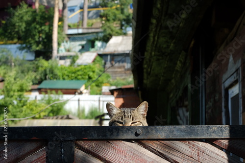 Кошка на заборе