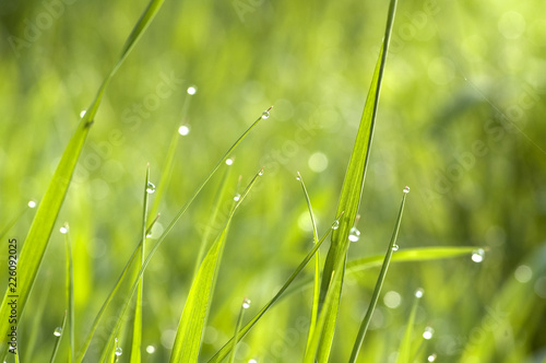 Fresh green spring grass with dew drops closeup. Abstract nature background.