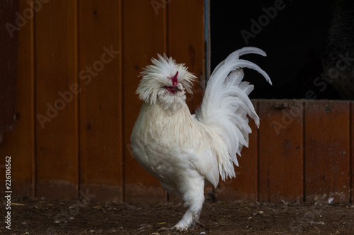 sultan rooster and chickens is a very beautiful species with its snow-white hairs adorning the garden of the Ottoman palace