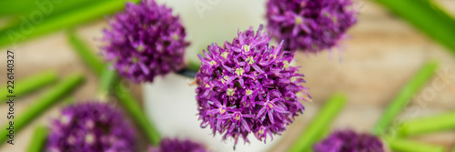 Closeup of flowering chives with shallow depth of field and focus concentrated on flower in the foreground