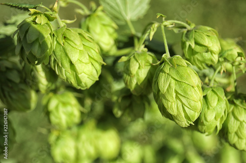 Fresh green hops on bine against blurred background. Beer production