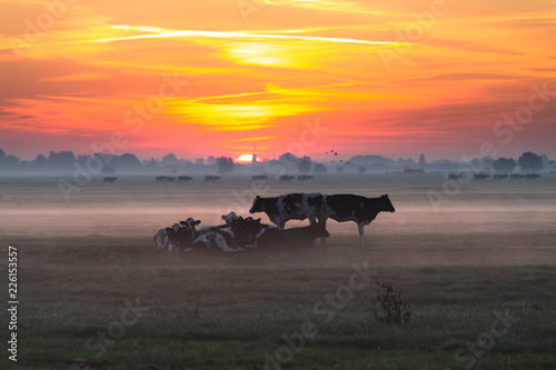 Koeien in de ochtend zon in een weidse polder