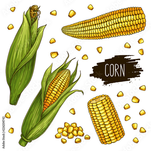 Hand drawn corn set. Isolated ripe corn cobs and grain with label. Vegetarian food design for shop, market, book, menu, poster, banner. Vector sketch illustration