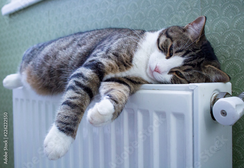 Striped pet cat lying on warm radiator rests and relaxes