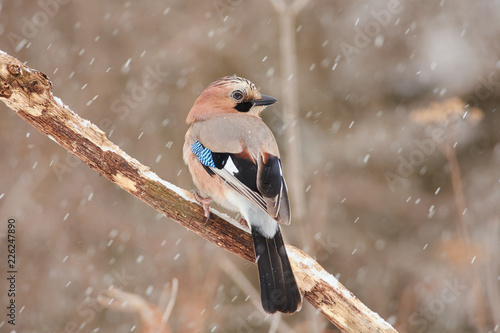 Eurasian jay sits on a oak branch half-turned under the falling snow in a forest park.