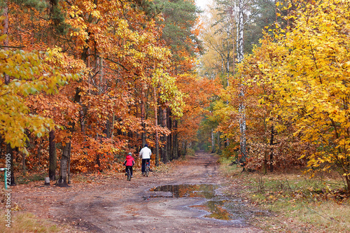 Drewno opałowe w lesie - Kolory jesieni