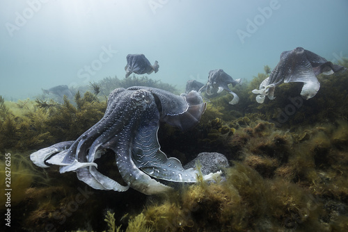 Giant cuttlefish during the mating and migration season for these animals, Point Lowly, South Australia.