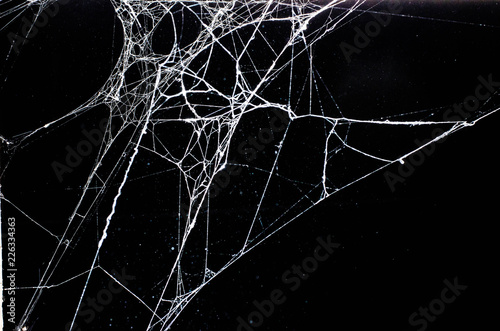 spider web,halloween