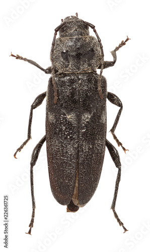 European House Borer on white Background - Hylotrupes bajulus ( Linnaeus, 1758)