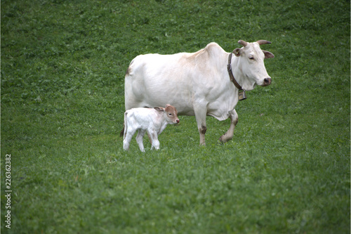 Zebukuh mit Kalb