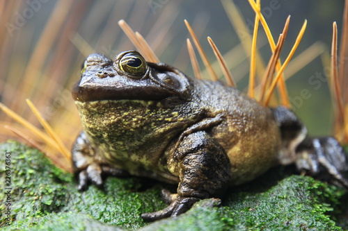 American Bullfrog (Rana Catesbeiana)