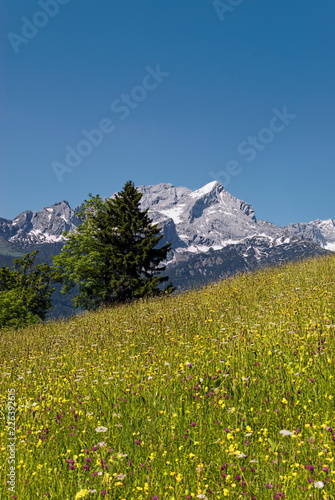 Alpspitze mit Blumenwiese