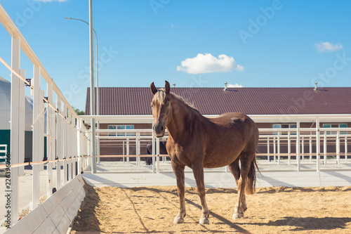 Horse walks in the paddock in a modern equestrian club