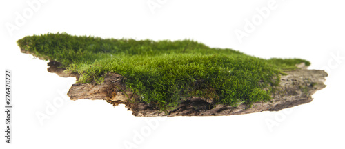 green moss on a wooden board isolated on white background. As an element of packaging design.