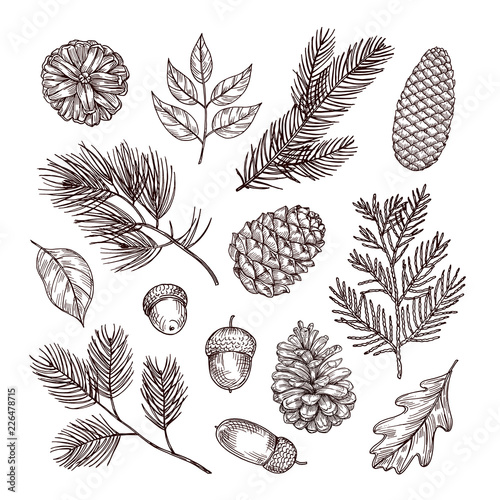 Sketch fir branches. Acorns and pine cones. Christmas, winter and autumn forest elements. Hand drawn vintage vector isolated set. Illustration of nature decoration drawing fir