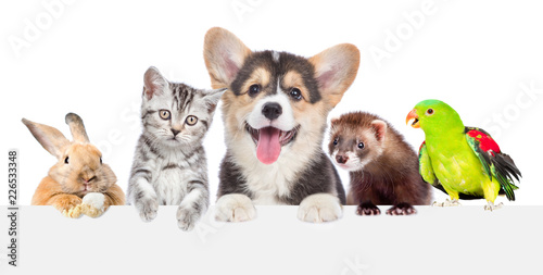 Group of pets together over white banner. isolated on white background