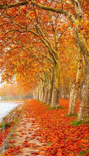 Nice trees in autumn at lake Balaton, Hungary