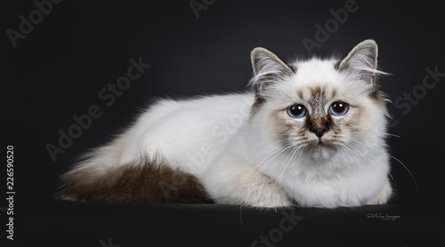 Stunning tabby point Sacred Birman cat kitten, laying down side ways and looking curious into lens with marvelous blue eyes, isolated on black background