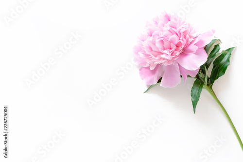 Pink peony on a white background
