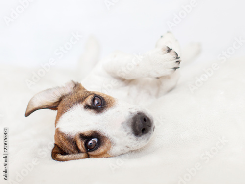 Puppy lying on bed