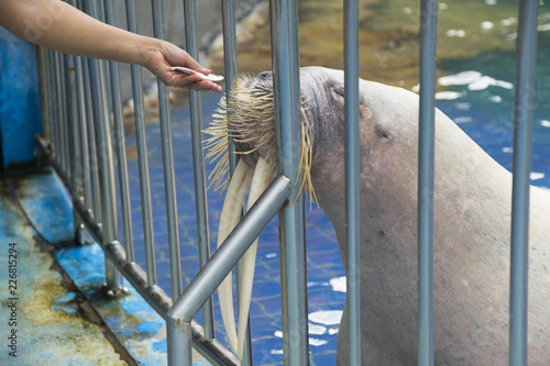 walrus in the swimming pool on a marine mammals show