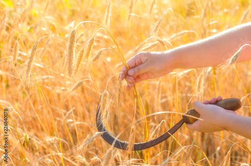 Girl cuts a sickle rye. Sickle is a hand-held traditional agricultural tool in farmer's hand preparing to harvest.