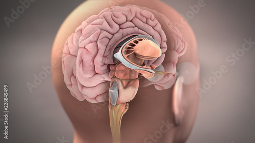 Anatomy of Sagittal Section of Human Brain