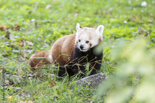 Panda czerwona