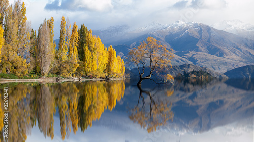 lone tree in lake wanaka on snow mountain at New Zealand