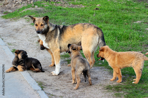 Stray female dog with puppies