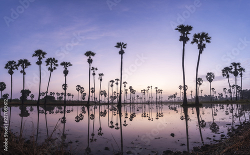 Landscape sky with palm tree and shadow reflection