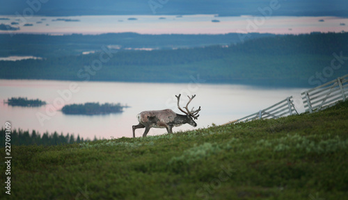 Raindeer, midnight sun, lappland northern Sweden on mountain top, panorama of lakes