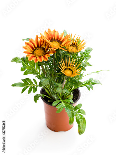 Colorful Gazania plant in the flowerpot isolated on white