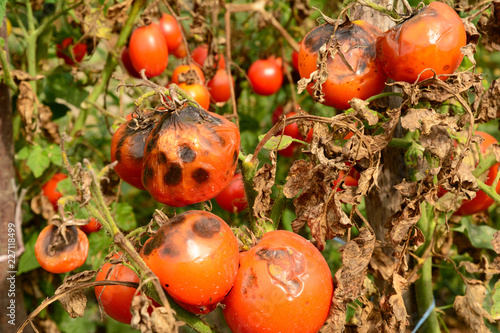 Tomatoes get sick by late blight. Phytophthora infestans.