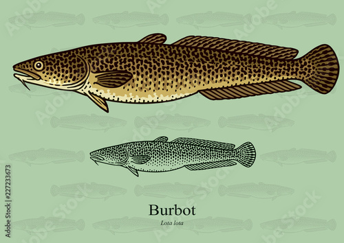 Burbot. Vector illustration with refined details and optimized stroke that allows the image to be used in small sizes (in packaging design, decoration, educational graphics, etc.)