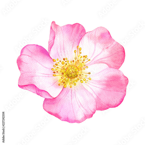 Watercolor pink flower of wild rose. Рainted botanical illustration. Hand drawn floral element isolated on white background.