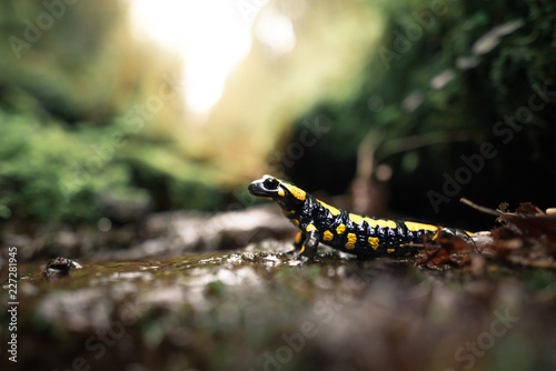 Fire salamander (Salamandra salamandra terrestris) in its natural habitat in Germany