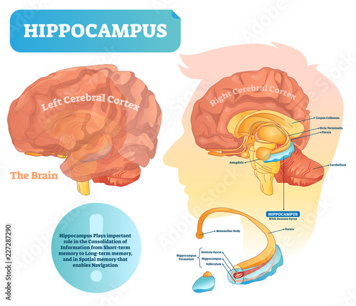 Hippocampus vector illustration. Labeled diagram with isolated closeup.