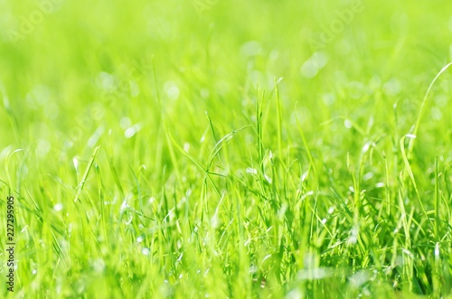 Gras im Sonnenschein, Wiese, Rasen