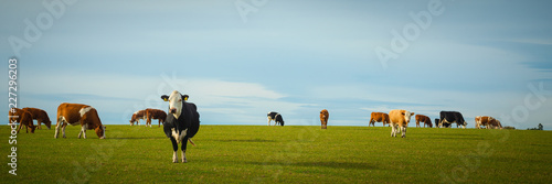 Dairy Cows In Pasture