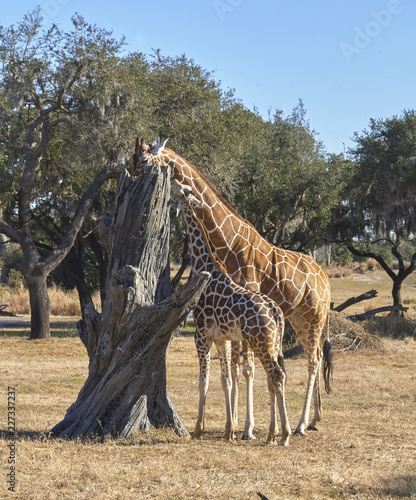 giraffes eating (mother & calf)