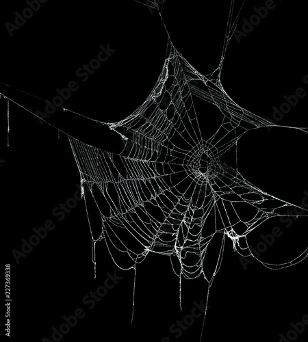 Real frost covered spider web isolated on black