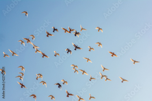 Flying Flock Of Pigeons Shot From A Low Angle, Beatiful Blue Sky, Freedom Concept. Flying Flock of White Doves.
