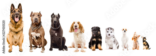 Dogs of different breeds sitting together isolated on white background
