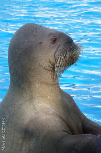 walrus water animal