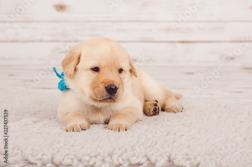 Cute newborn puppy with a blue ribbon lying on wool rug with open eyes, looking away from camera. Carpet is white, the background is blurred, made of white wood. Studio shot. Dog is white and brown.