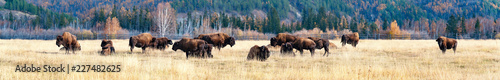 Panorama. a herd of bison in the nursery Ust-Buotama in Lena Pillars Natural Park, Yakutia, Russia