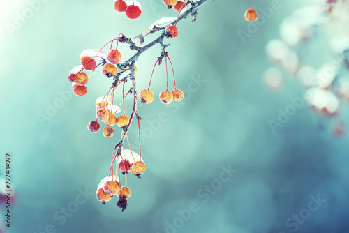 Branches with berries covered with sparkling ice. Selective focus. 