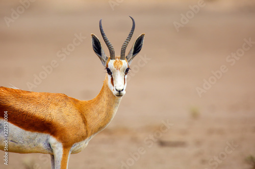 The springbok (Antidorcas marsupialis) , portrait of the female antelope.